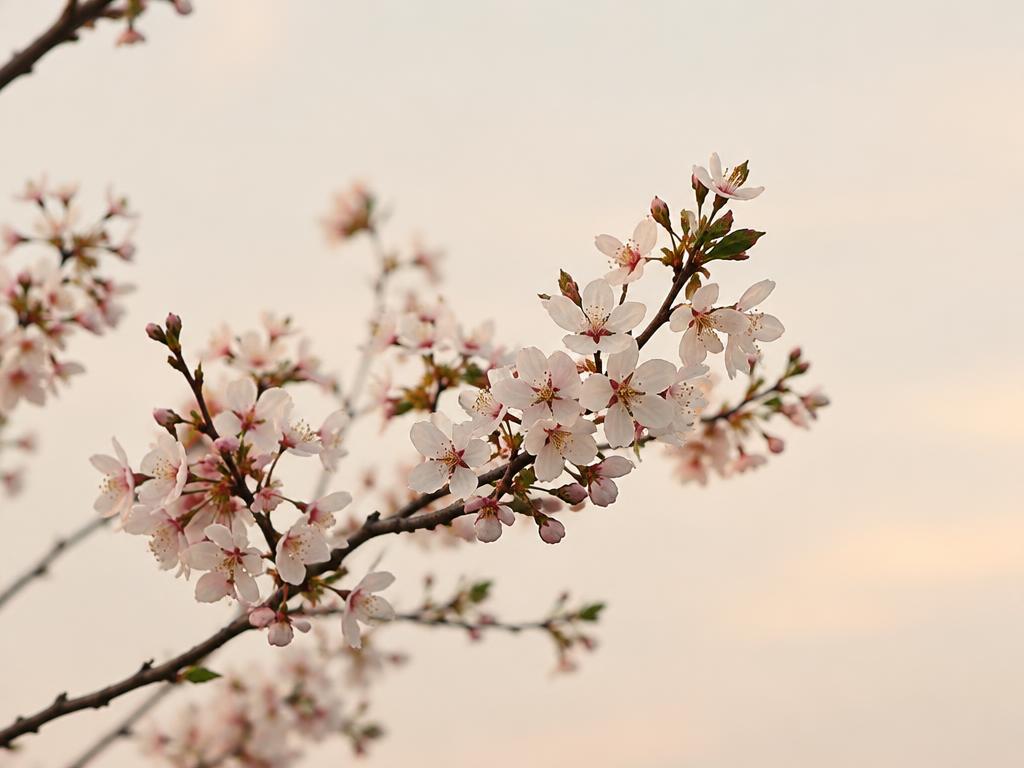 Delicate spring blossoms against a soft pale sky